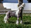 Little Dog Of Dream Pom Pom Girl Chinese Crested