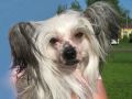 Hohlatiy glamour Bella Winner Chinese Crested