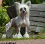 Kaitlin Mr So Sexy And I Know It Chinese Crested