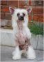 Irgen Gold Despina Vandi Chinese Crested