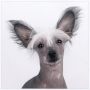 Konishiki Sarabi Chinese Crested