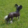 Love it all Mynta Chinese Crested
