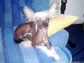 Janny Ciciko Chinese Crested