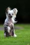 Tisstar's Marc Marquez Chinese Crested