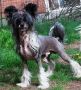 Untouchable's Keep Talkin' Chinese Crested