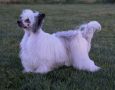 Ch Aja's Dance with Me Henry Chinese Crested