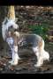 POP-Bayshore Socialite Chinese Crested