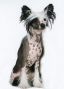 Gil New Star Top Model De Rama Chinese Crested