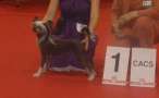 Fine Mystik Little Champs Chinese Crested