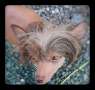 Calista Made of Frabies Beauties Chinese Crested