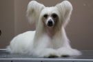 Ch.Pl Fragaria Lavandula Chinese Crested