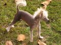 Rolling Acres Back To Parris Chinese Crested