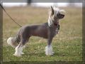 Richlin A Friend To Me v Equiss Chinese Crested