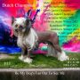 Be My Dog's Fan Out To See Me Chinese Crested