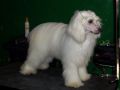 sigyns made for france Chinese Crested