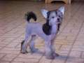 Holliwould Lollipop Chinese Crested