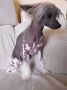 Goddess of Ivory de Caprichitos Chinese Crested