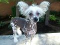 MarSal's Divine Miss N Chinese Crested