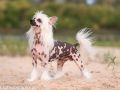 CZADOR Summer Cherry Chinese Crested