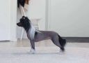 Lilla Wanillas Be Untouchable Chinese Crested