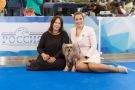 Alfa Laval De Lux Supernova Chinese Crested