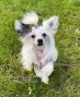 Angel Bright Cherished Dream Chinese Crested