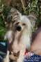 Ch. Exotic Spirit Milirose Pink Chinese Crested