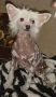 Caprioso Dai-Lee Chinese Crested