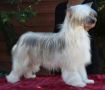 Glanore Storm Chaser Chinese Crested