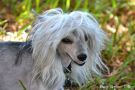 Heidi Rey Prukop Chinese Crested