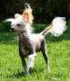 Reject's Three Times A Lady Chinese Crested