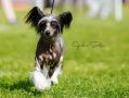 Oblivion Hybrid Theory Chinese Crested