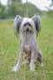 Andale Roni Stark Chinese Crested