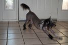 Hill's Cresteds Midnight Crazy Train Chinese Crested