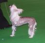 Pekiki Miss Representation At Galchris Chinese Crested