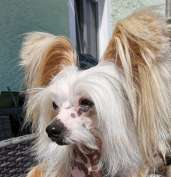 Imperatorskiy Kapriz Zagadka Kitaya