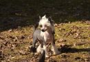 Golden Diamond Cresteds Marilyn Chinese Crested