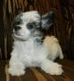Ognenny Lotos Ameliia Chinese Crested