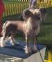 Koskjon Design Chinese Crested