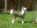 Galchris Lethal Weapon at Tomain Chinese Crested