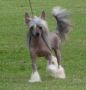 Risin Star's Follow Me Boys Chinese Crested