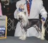 Diva's Tiny Outlaw Chinese Crested