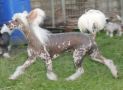 Leechrista Call Me Solo Chinese Crested