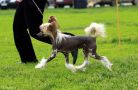 Grand Sunlife Givenchy L'Interdit Chinese Crested
