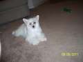 Lyric Town Miss Liberty Chinese Crested