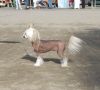 Pinky Twinky Dream Come True Chinese Crested