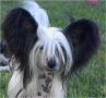 The Royal Color Scheme At N'Co Chinese Crested