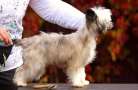 Star Show Bon Ami Love Story Chinese Crested