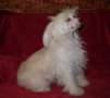 Soule Line Tianna Chinese Crested