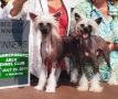 Diva's Magic Man Chinese Crested